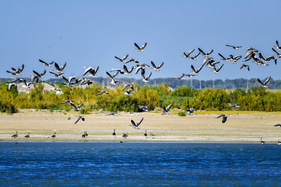 雁飛。石佳玉攝