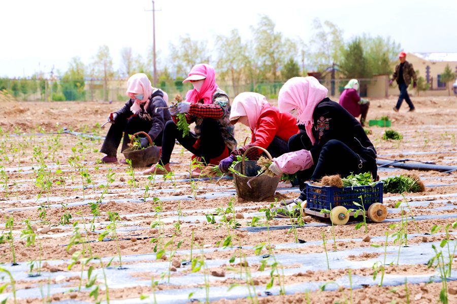 甘肅民勤:奏響特色產業“椒”響曲【3】