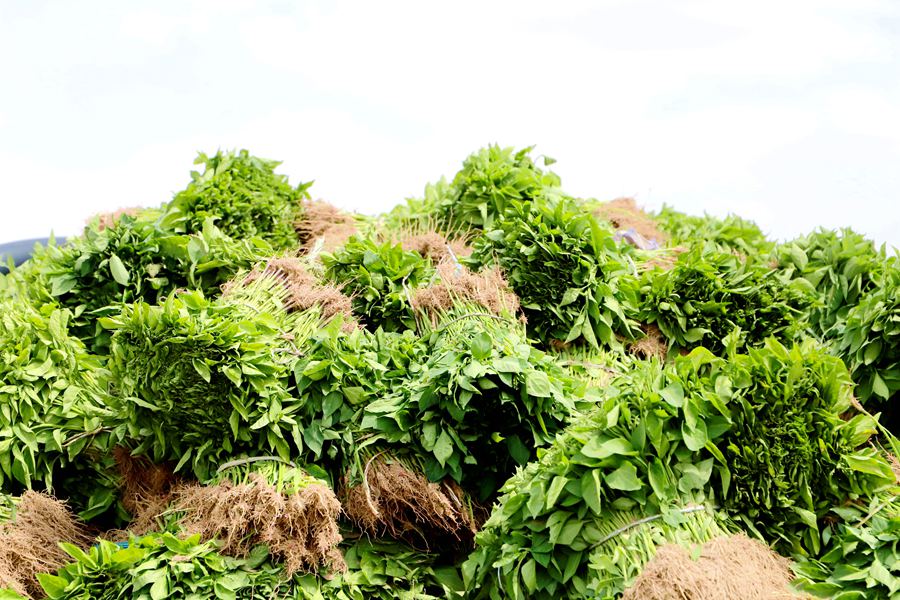 甘肅民勤:奏響特色產業“椒”響曲【4】