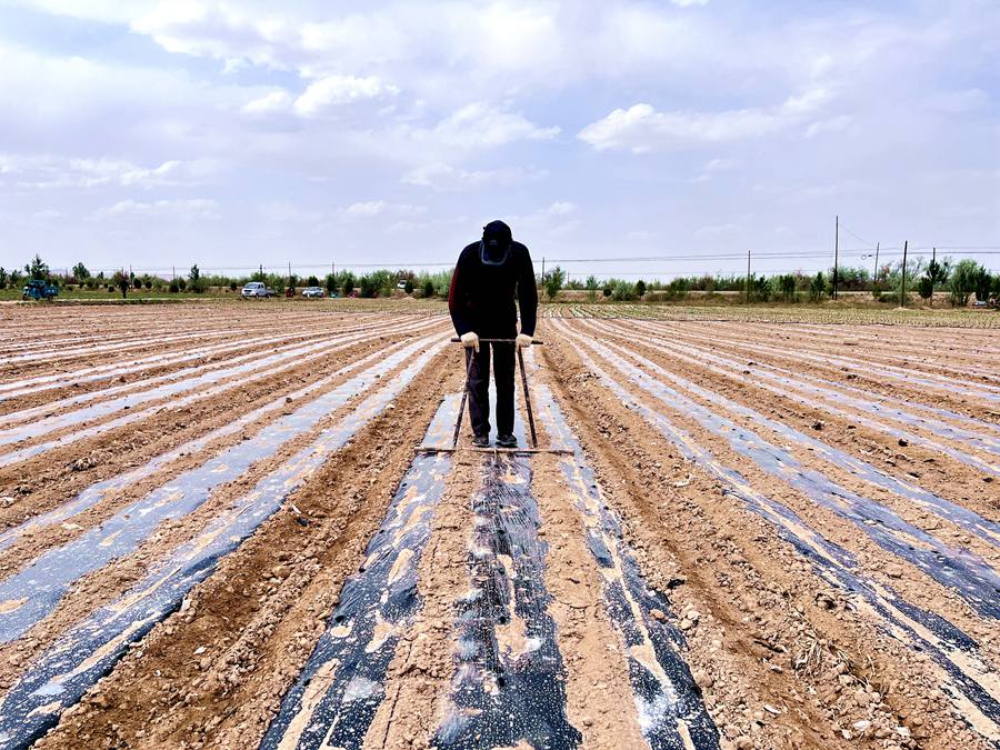 甘肅民勤:奏響特色產業“椒”響曲【5】