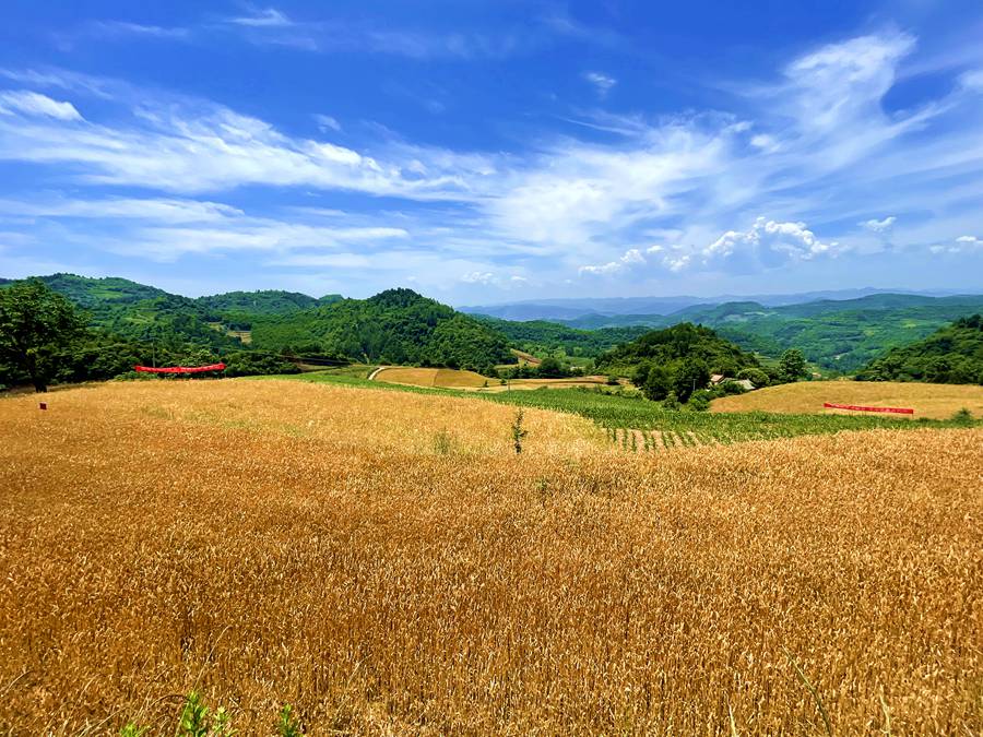 金黃的麥田。韓靜攝