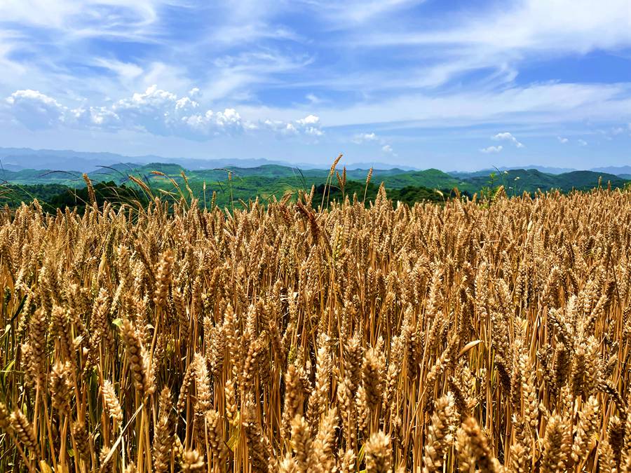 金黃的麥田。韓靜攝