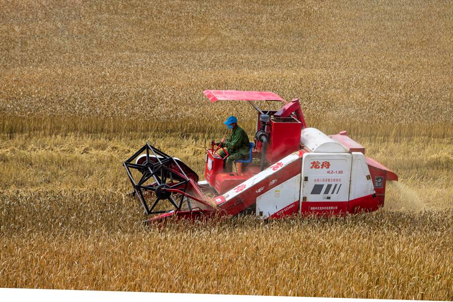 農戶搶收小麥。張彥鋒攝