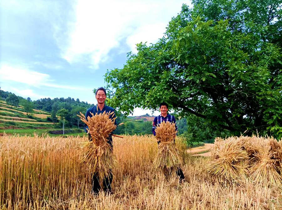 “麥”向豐收。韓靜攝