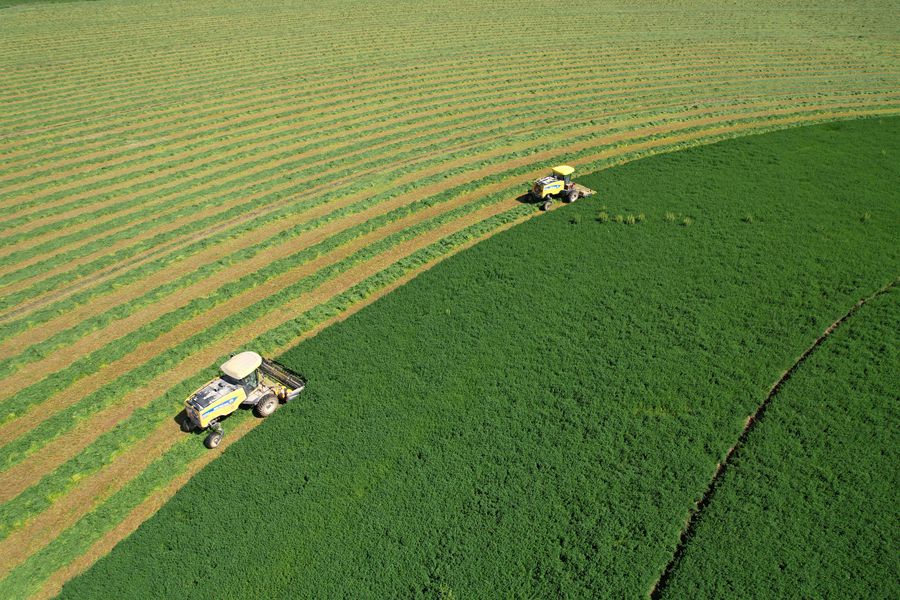 開鐮收割！甘肅民樂頭茬紫花苜蓿進入收獲期