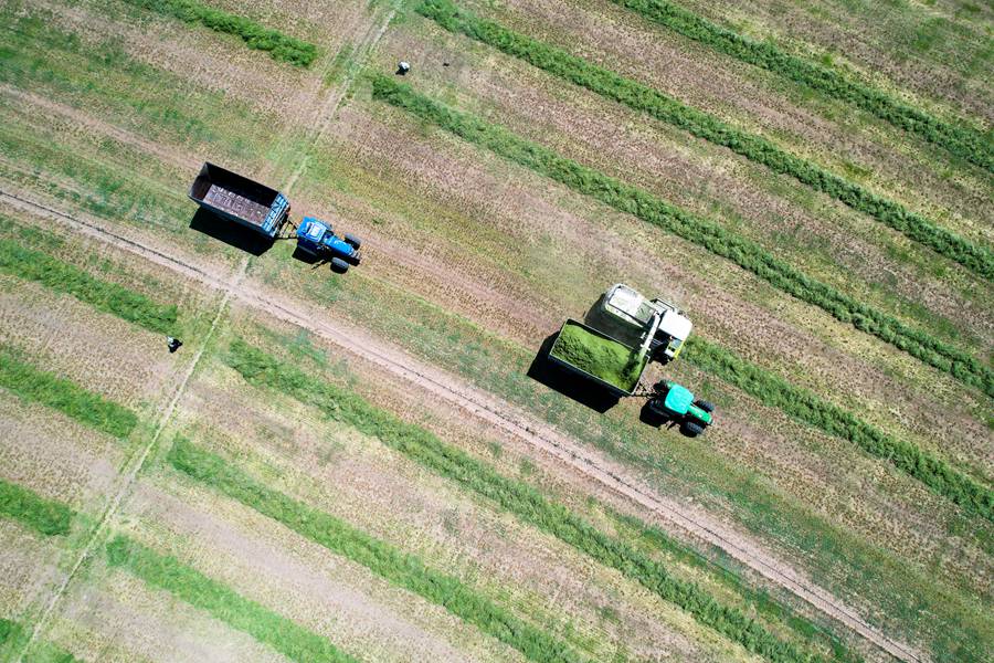 開鐮收割！甘肅民樂頭茬紫花苜蓿進入收獲期【2】