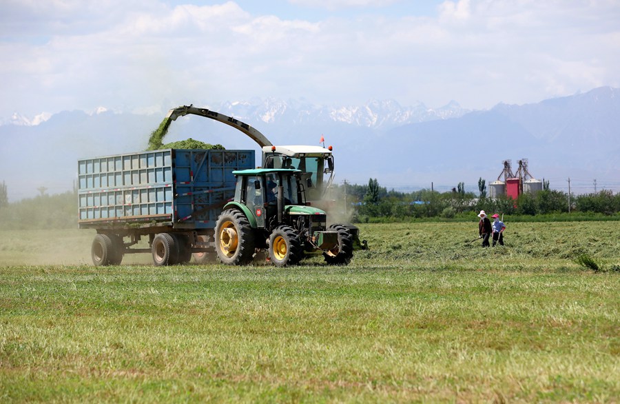 開鐮收割！甘肅民樂頭茬紫花苜蓿進入收獲期【3】
