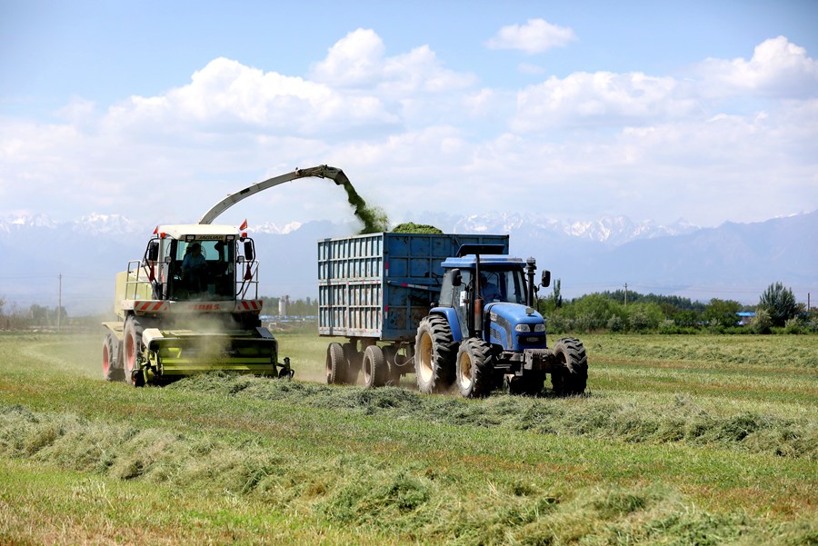 開鐮收割！甘肅民樂頭茬紫花苜蓿進入收獲期【4】