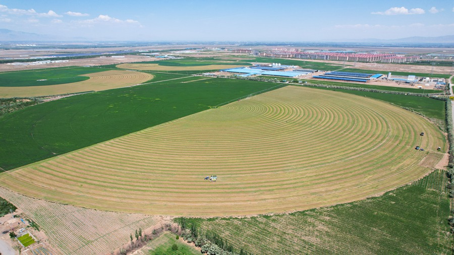 開鐮收割！甘肅民樂頭茬紫花苜蓿進入收獲期【5】