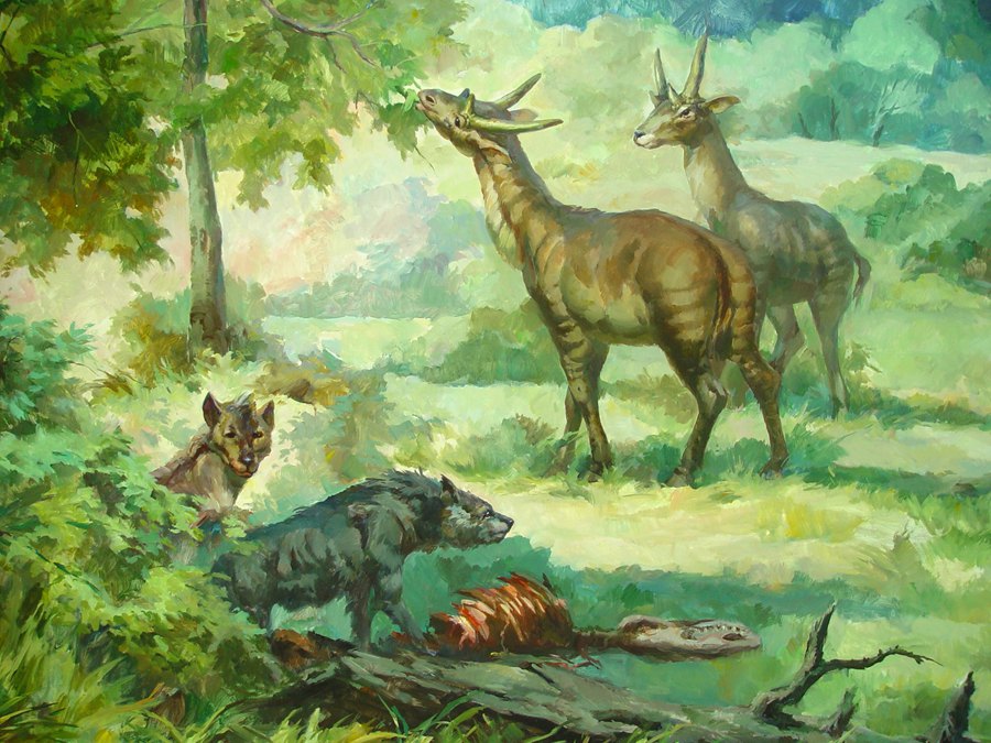 巨鬣狗。和政縣委宣傳部供圖