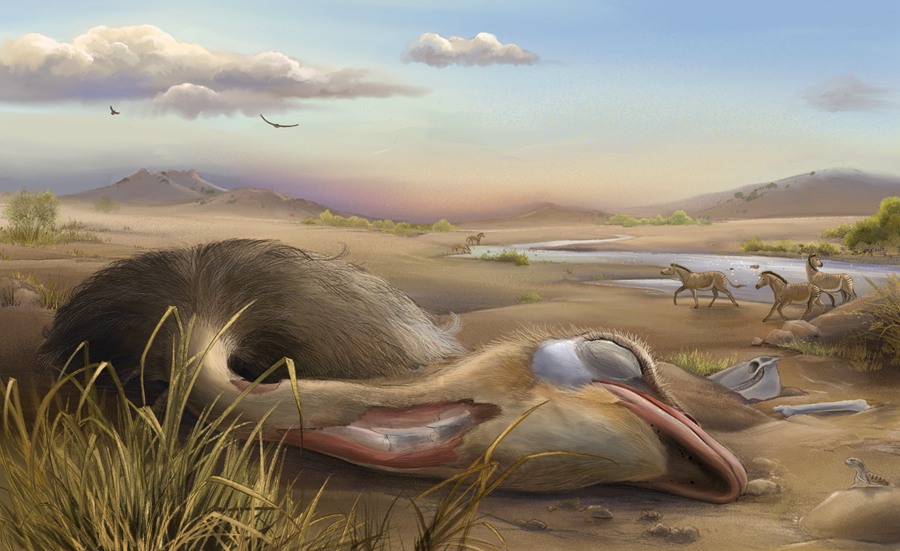 臨夏鴕鳥。和政縣委宣傳部供圖