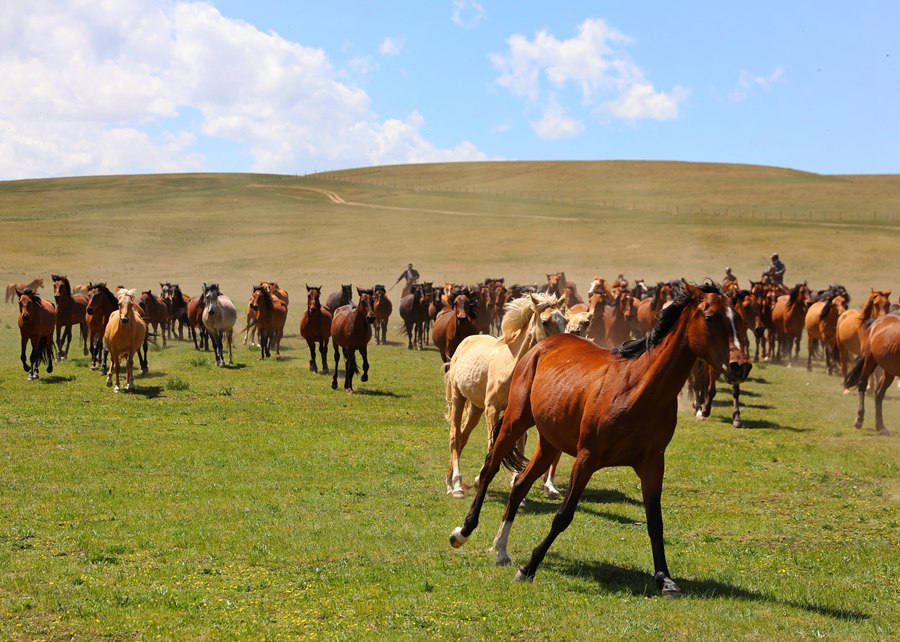 駿馬在山丹馬場奔馳。王超攝