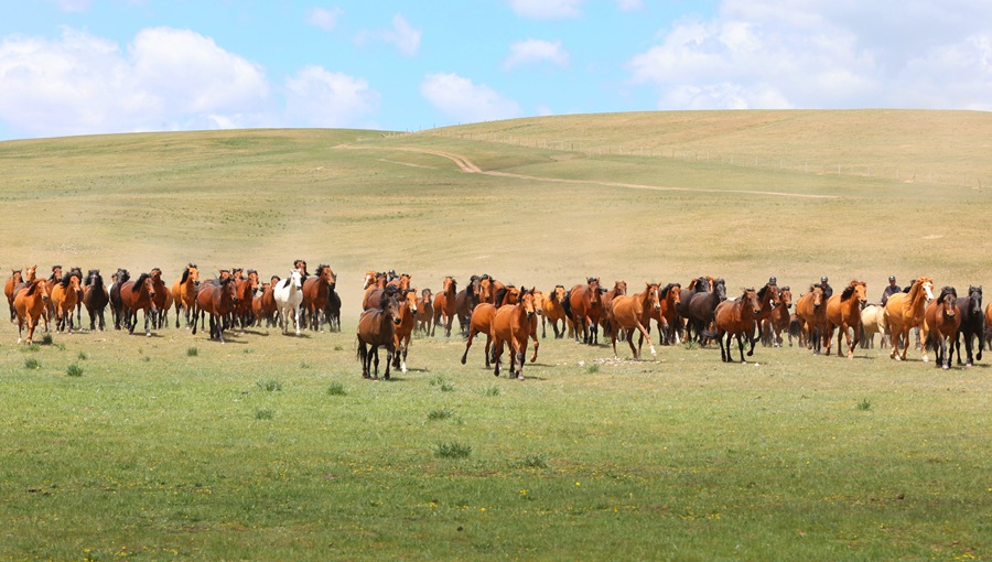 駿馬在山丹馬場奔馳。王超攝