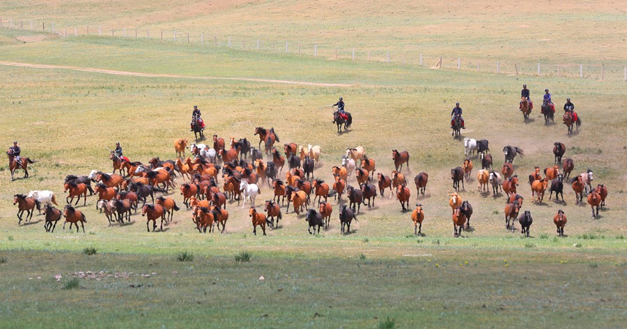 駿馬在山丹馬場奔馳。王超攝