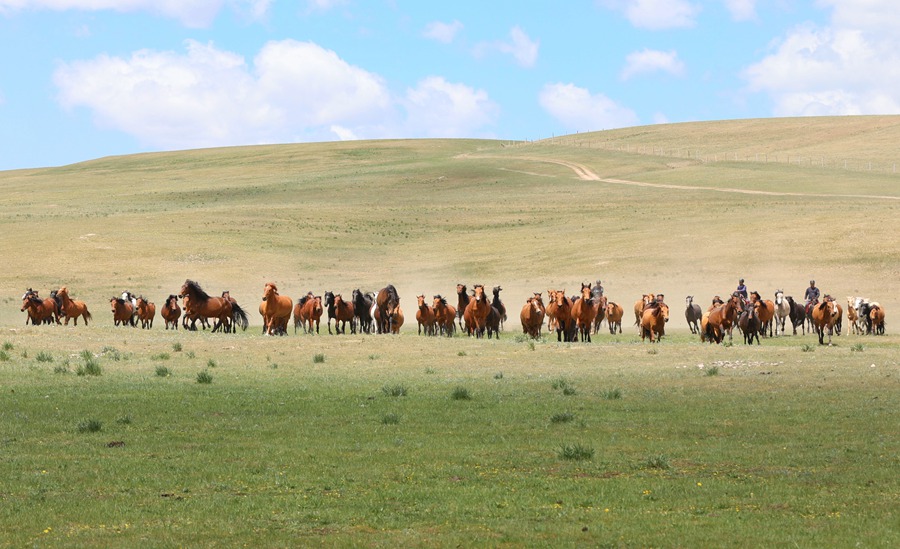 駿馬在山丹馬場奔馳。王超攝