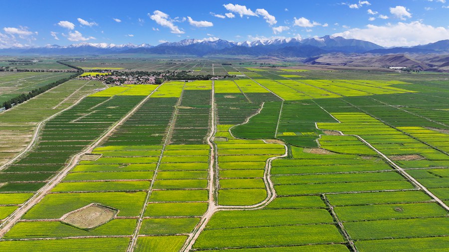 絢爛奪目！ 甘肅民樂萬畝油菜花競相綻放【2】