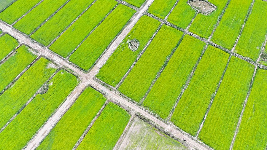 絢爛奪目！ 甘肅民樂萬畝油菜花競相綻放【3】