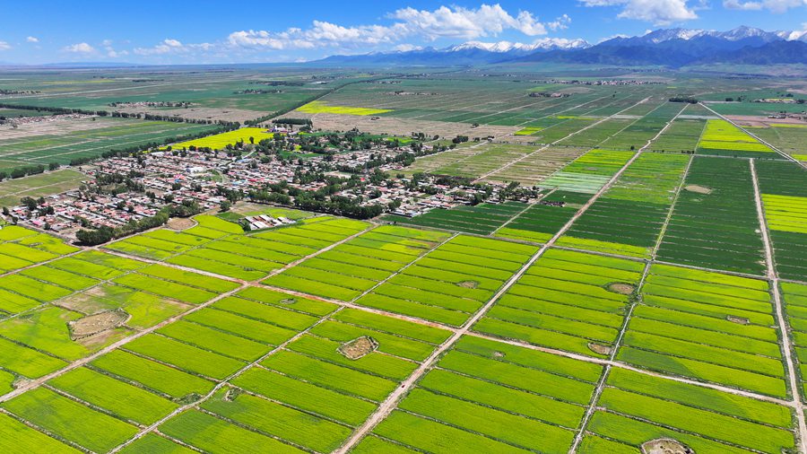 絢爛奪目！ 甘肅民樂萬畝油菜花競相綻放【4】