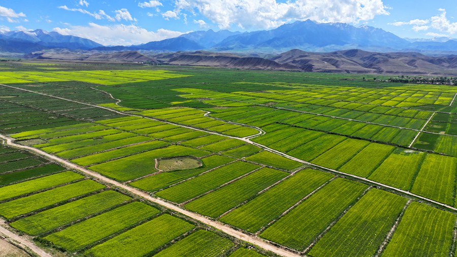 絢爛奪目！ 甘肅民樂萬畝油菜花競相綻放【6】