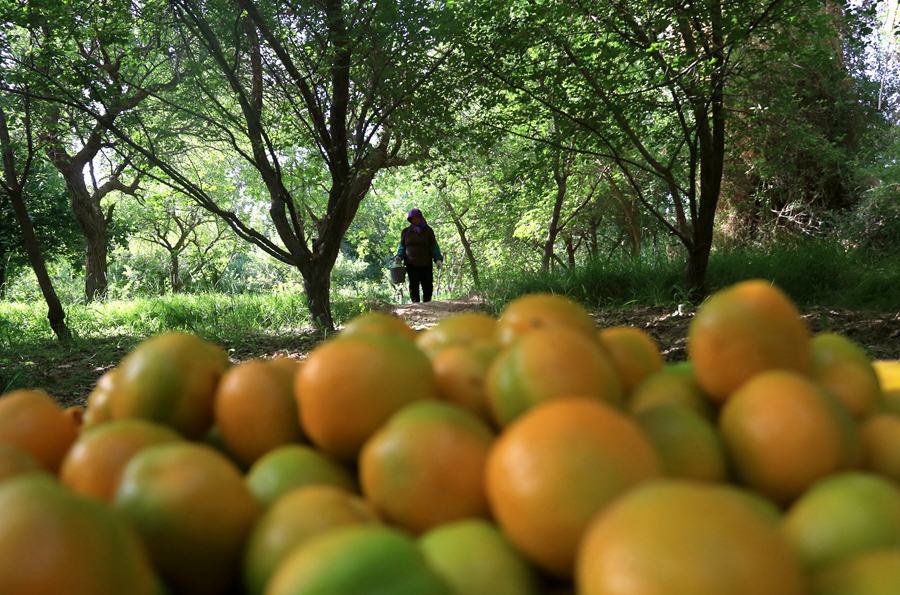 合水村農民提著采摘的李廣杏行走在杏園里。張曉亮攝