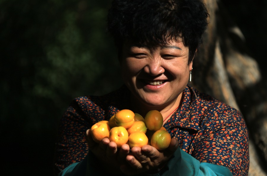 合水村農民展示采摘的李廣杏。張曉亮攝