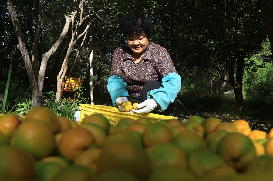 李廣杏裝筐。張曉亮攝