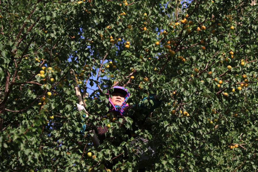 月牙泉鎮合水村農民在采摘李廣杏。張曉亮攝