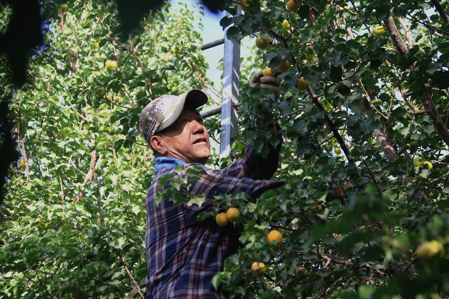 月牙泉鎮合水村農民在采摘李廣杏。張曉亮攝