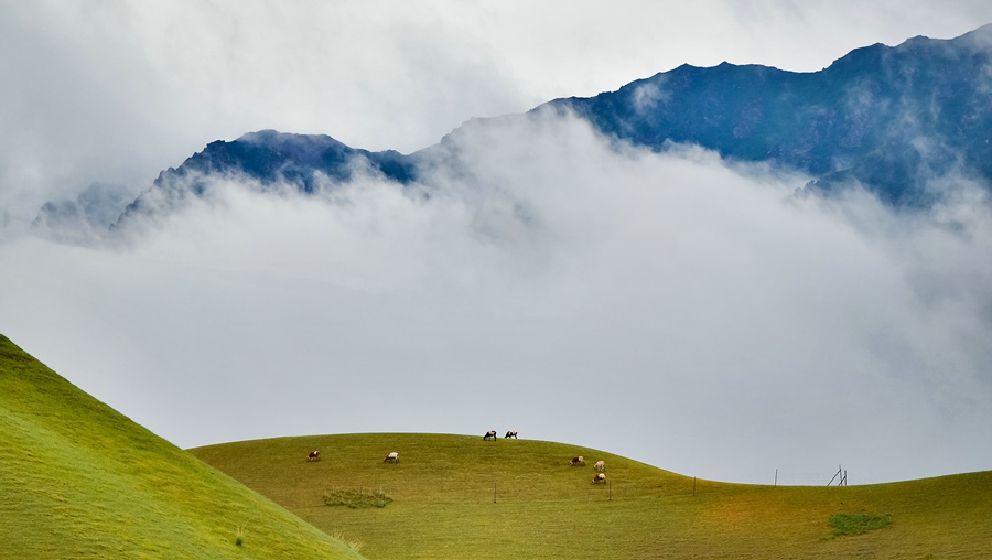 夏日祁連山綠草茵茵牧歌悠揚【6】