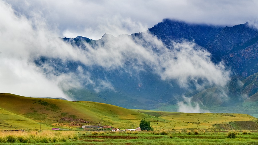 夏日祁連山綠草茵茵牧歌悠揚【2】
