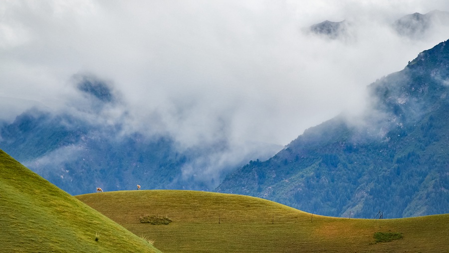 夏日祁連山綠草茵茵牧歌悠揚【3】