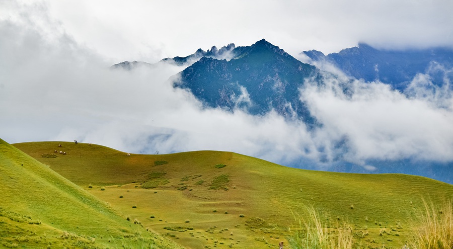 夏日祁連山綠草茵茵牧歌悠揚【4】