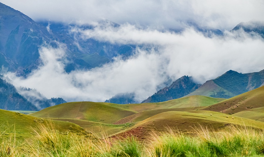 夏日祁連山綠草茵茵牧歌悠揚【5】