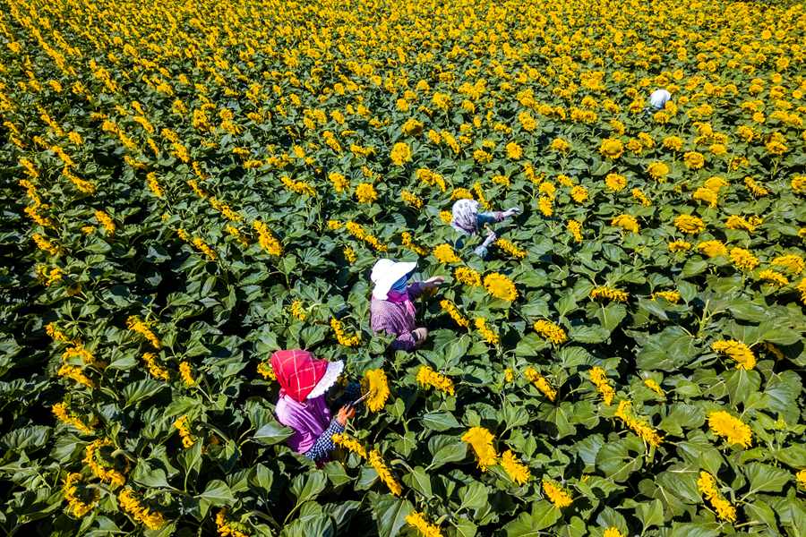 甘肅高臺：葵花盛開授粉忙【3】