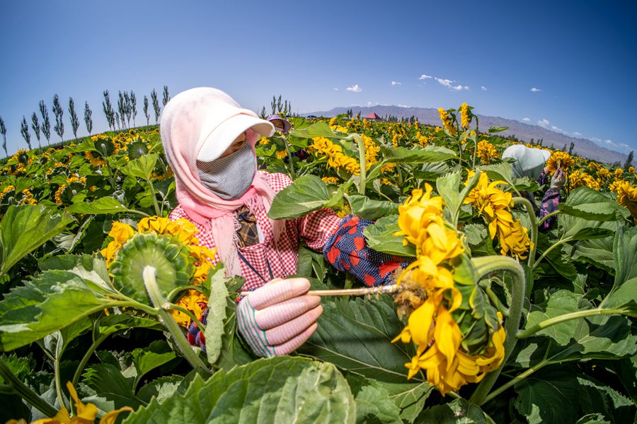 甘肅高臺：葵花盛開授粉忙【5】
