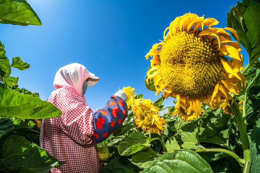 甘肅高臺:葵花盛開授粉忙【6】