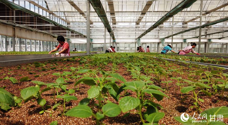 工人正在進行馬鈴薯壓苗作業。