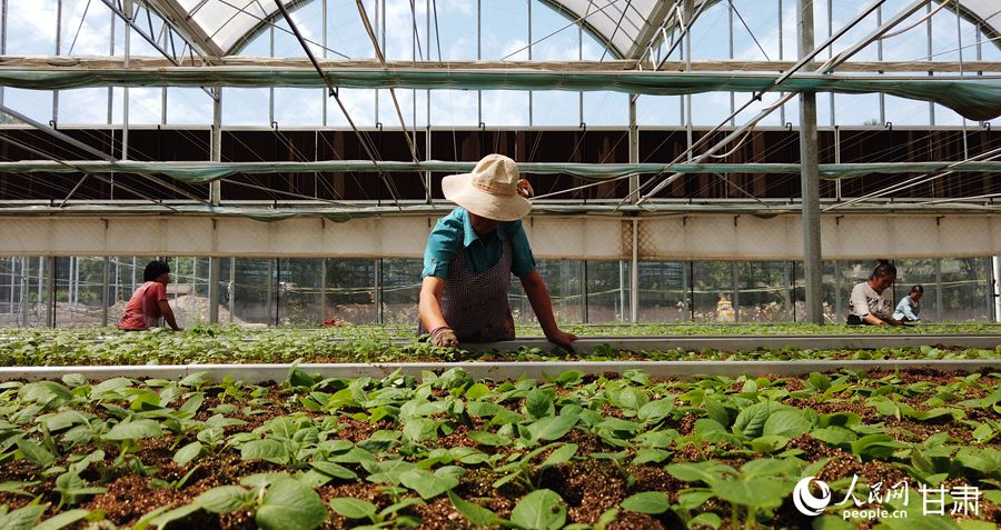 工人正在進行馬鈴薯壓苗作業。