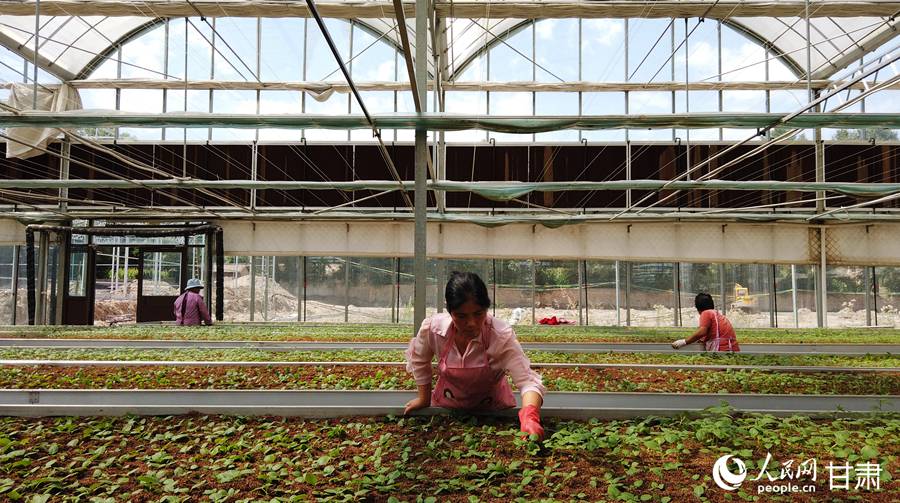 工人正在進行馬鈴薯壓苗作業。