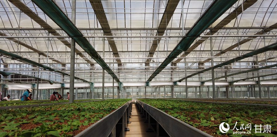 工人正在進行馬鈴薯壓苗作業。