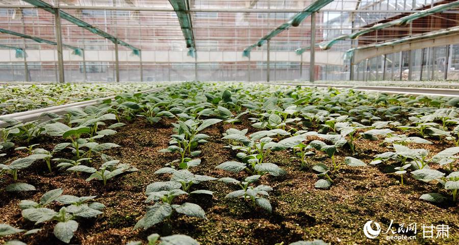 溫室內的幼苗煥發著生機與活力。