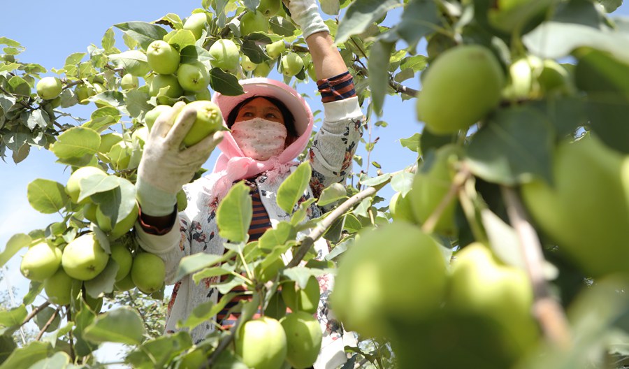 果香四溢 甘肅民樂早酥梨采摘正當時【2】