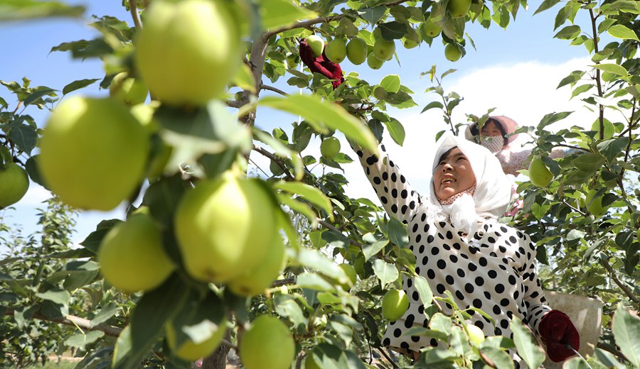 果香四溢 甘肅民樂早酥梨采摘正當時【3】