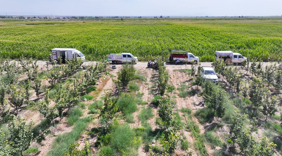 果香四溢 甘肅民樂早酥梨采摘正當時【4】