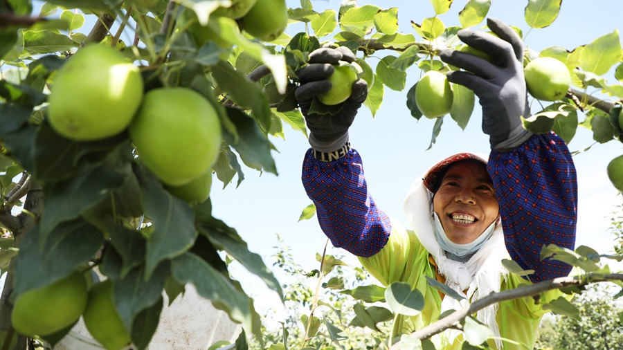 果香四溢 甘肅民樂早酥梨采摘正當時