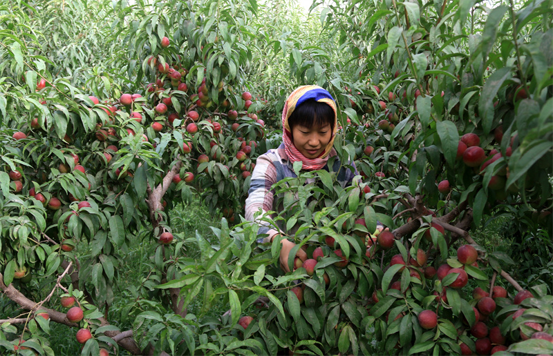 敦煌市七里鎮杜家墩村農民在采摘李光桃。敦煌市委宣傳部供圖
