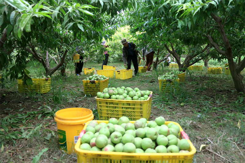 敦煌市七里鎮杜家墩村農民在采摘李光桃。敦煌市委宣傳部供圖