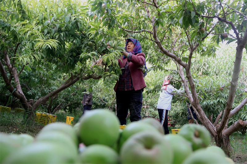 敦煌市七里鎮杜家墩村農民在采摘李光桃。敦煌市委宣傳部供圖