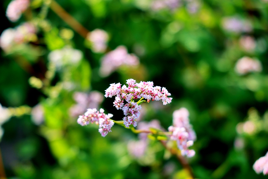 甘肅榆中：蕎麥花開秋意濃。 金光煜攝