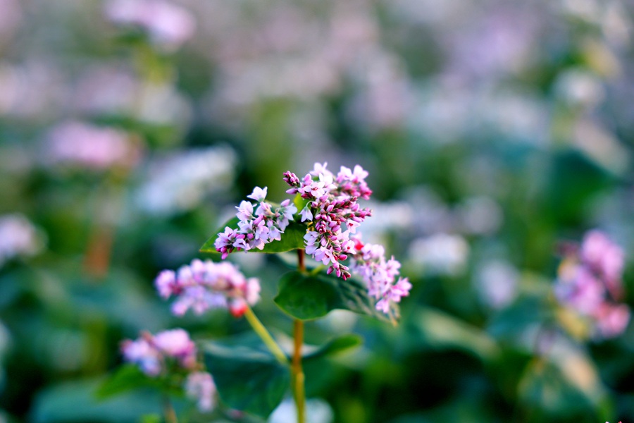 甘肅榆中：蕎麥花開秋意濃。 金光煜攝